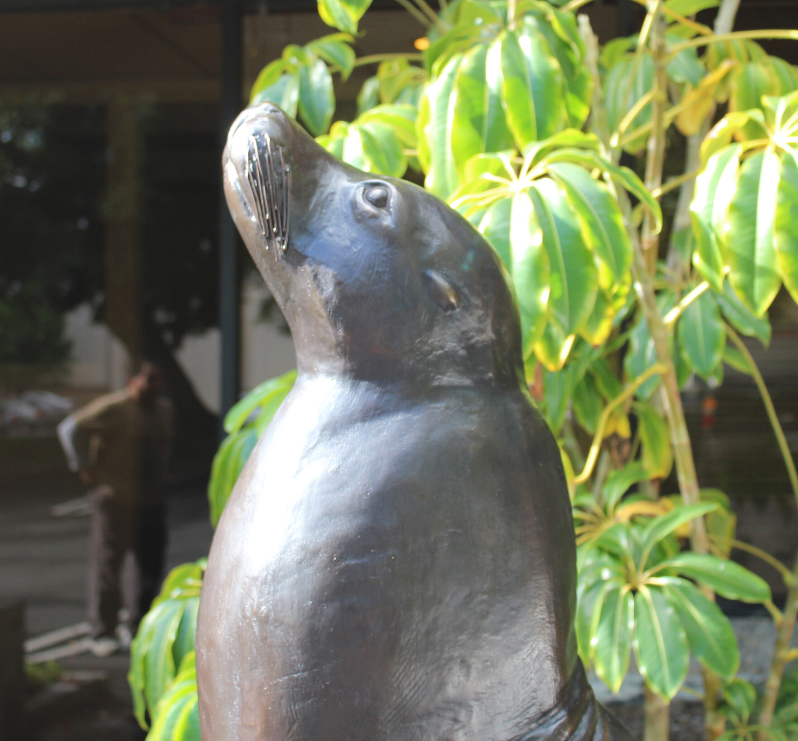 bronze sea lion statue