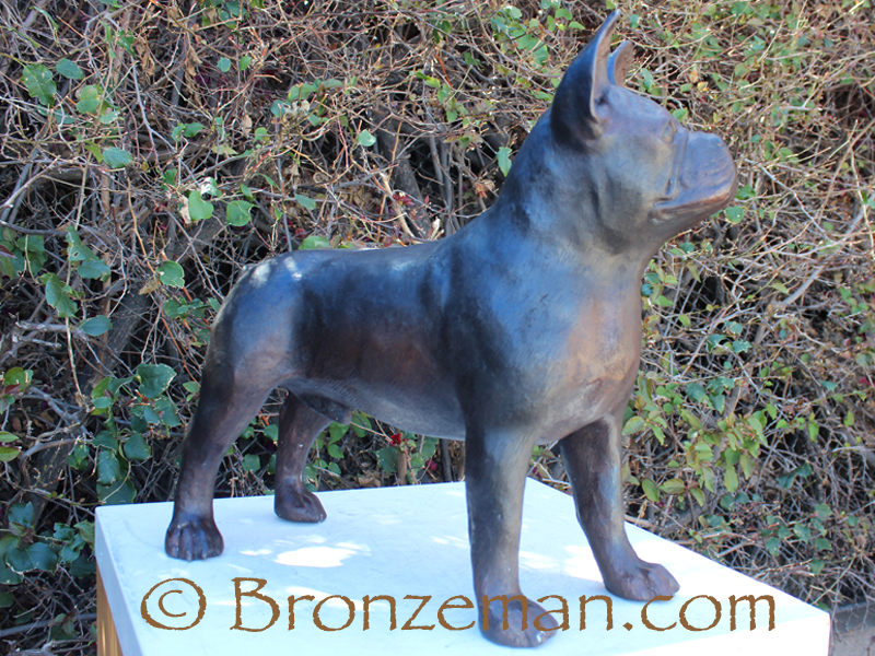 bronze french bulldog