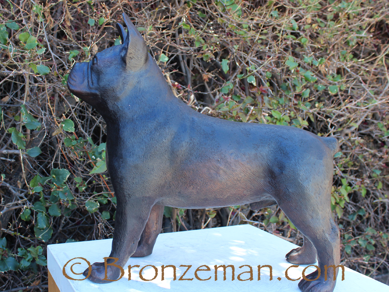 Bronze French bulldog